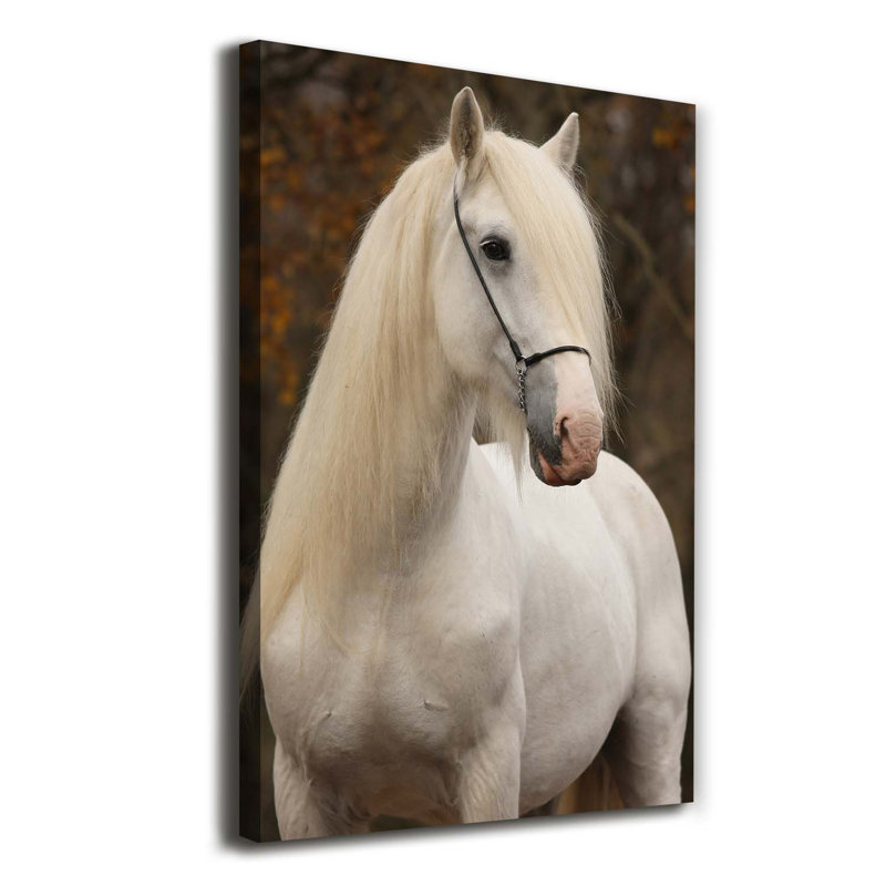 White Horse - Wrapped Canvas Print