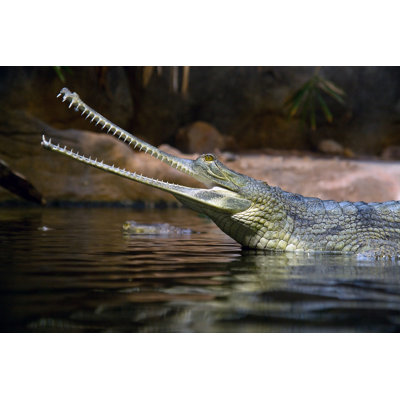 Gavial Indian - Photographie sur toile tendue