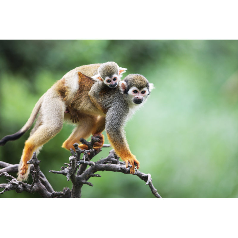 Squirrel monkeys, 61cm H x 91cm W