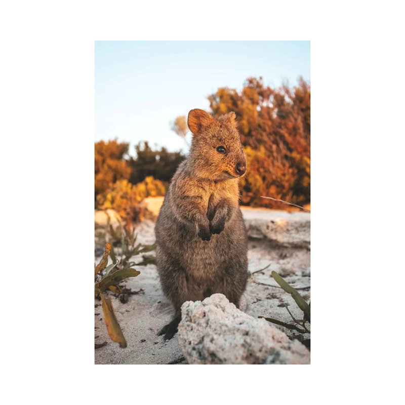 Sunset Quokka On Rottnest Island 1 Piece Wrapped Canvas Wall Art, 66.04cm H x 45.72cm W