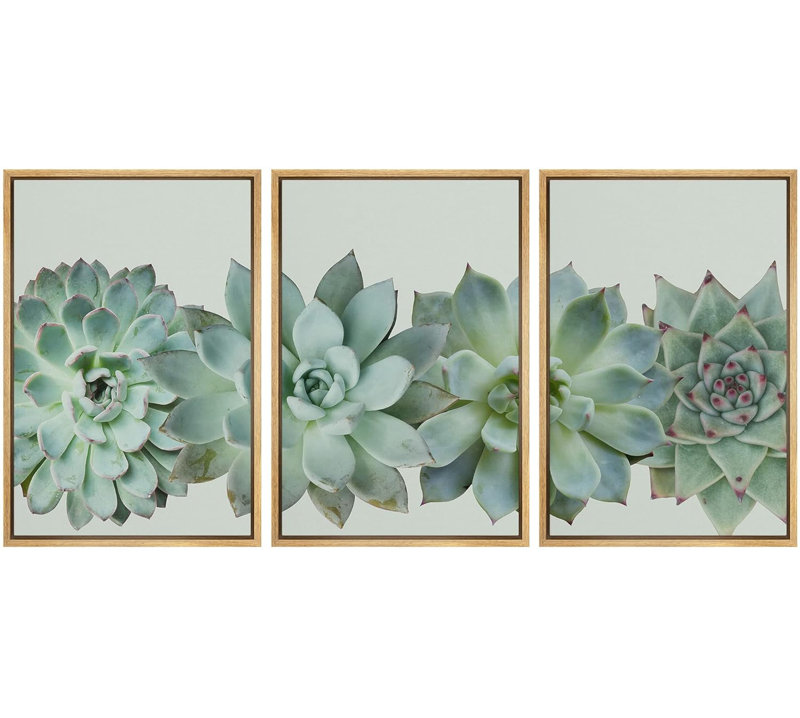 Désert, plante grasse, variété, plante, floral, photographie, réalisme, sud-ouest, groupe, Cadre naturel flottant