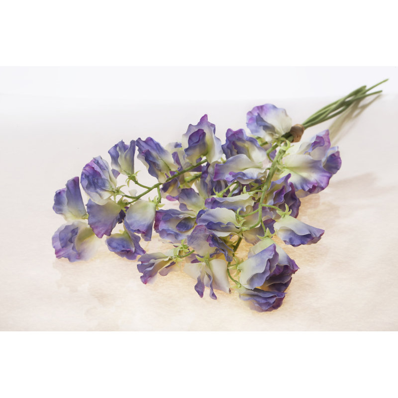 Sweet Pea, Lilac