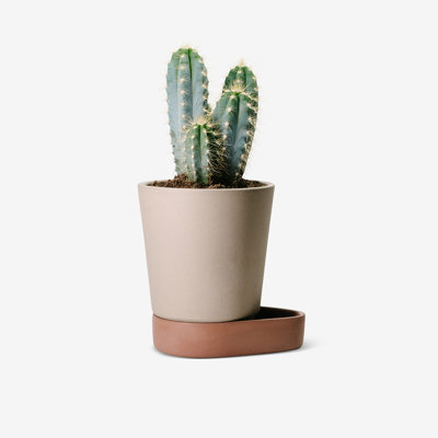 Sip Planter
