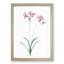 Nerine Lily Flowers by Pierre-Joseph Redoute - Picture Frame Painting Print-55577061-55577058