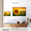 Tournesol Harnek-107678620