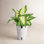 Costa Farms Dieffenbachia Plant