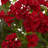 Geranium Artificial Bush, UV Resistant (Indoor/Outdoor)-24745512