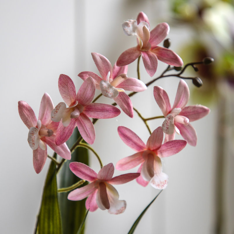 Orchid in White Ceramic Dot Pot 400mm, Pink