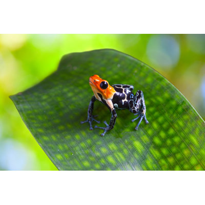 Poison Arrow Frog - Wrapped Canvas Print