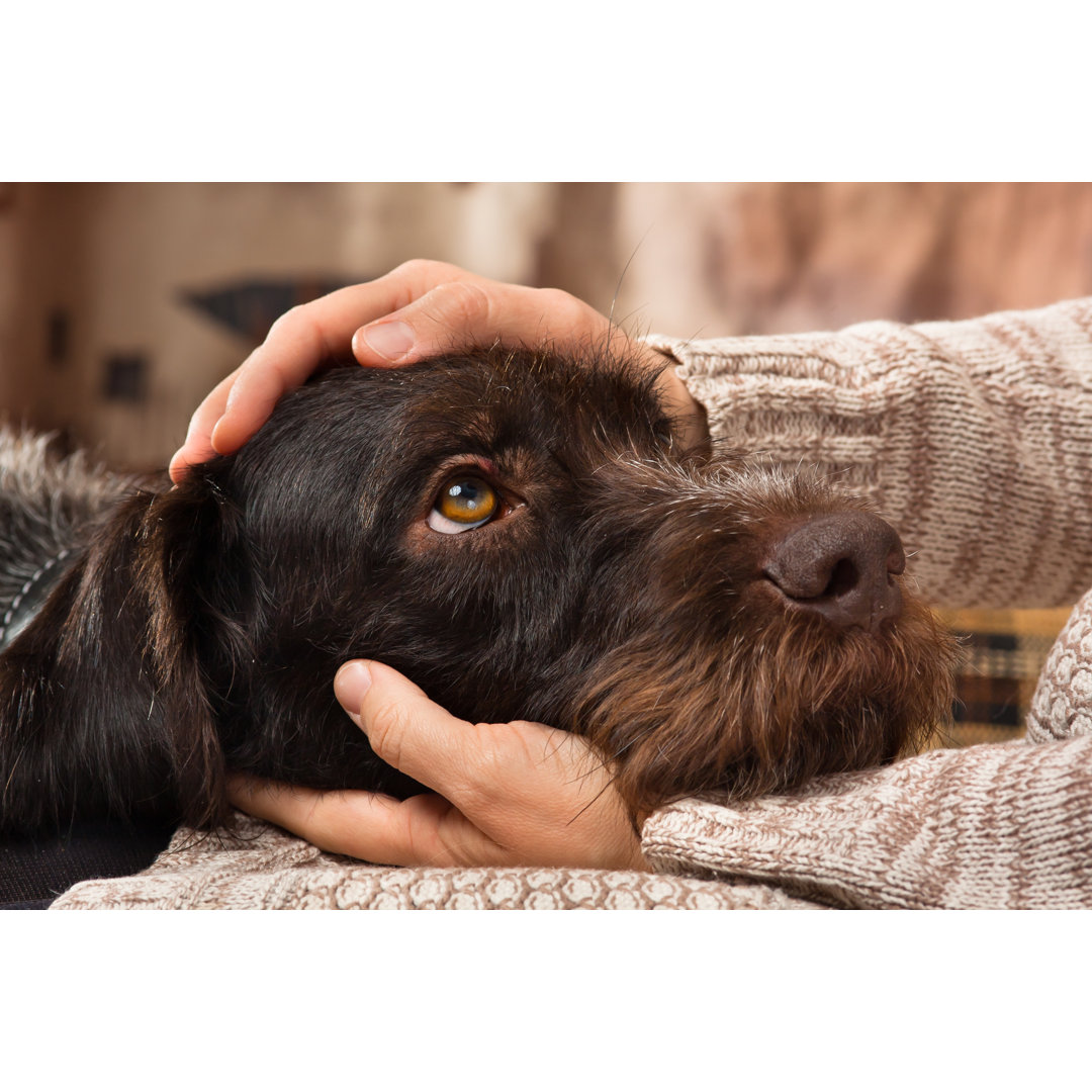 Leinwandbild Hands of Owner Petting a Dog von Pavel Rodimov