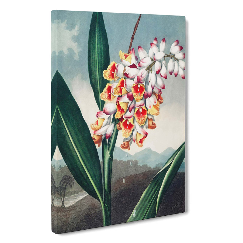 Nodding Renealmia Plant by R.J. Thornton - Wrapped Canvas Painting, 76cm H x 50cm W x 3cm D