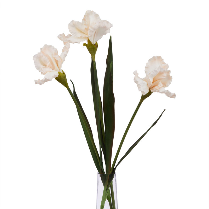 Anastasija Arrangement, Orange