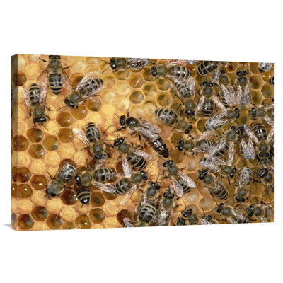 Germany " Honey Bee Colony On Honeycomb With Queen "