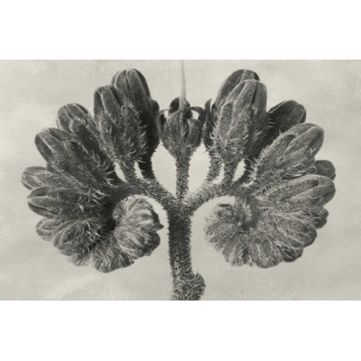 " Blossfeldt Botanical VIII " by Karl Blossfeldt