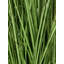 120cm Plant