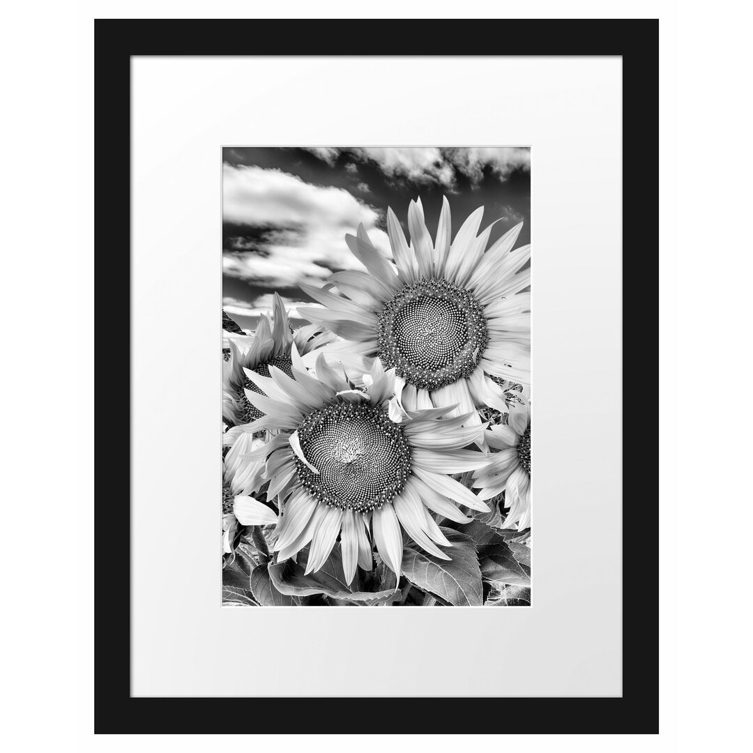 Gerahmtes Poster Sonnenblumenwiese unter Himmel