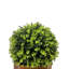 24 plantes