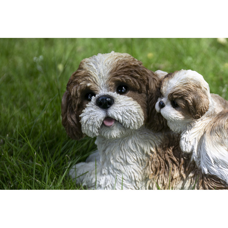 Mère et bébé Shih Tzu