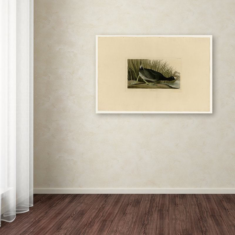"american coot" par john james audubon, reproduction d’art sur toile tendue, H 10 po x l 19 po x P 2 po