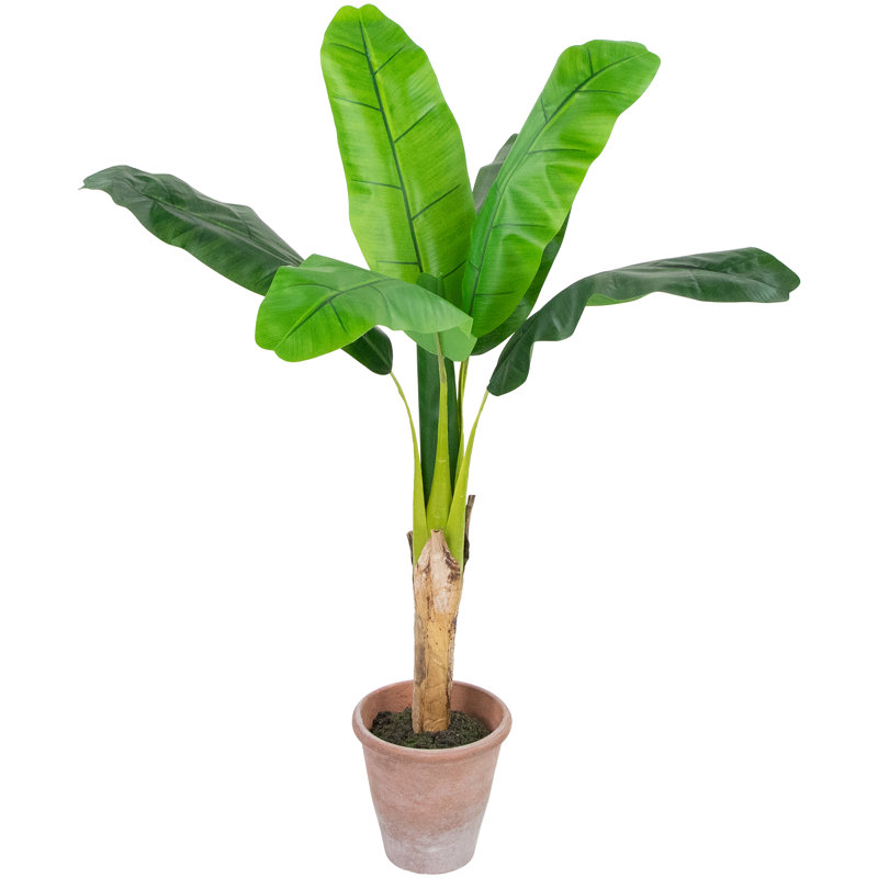 20 plantes