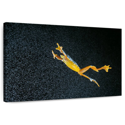 Leaping Leaf Frog