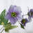 Audet Silk Decorative Artificial Christmas Rose(Pack of 1 Branch)-832295588