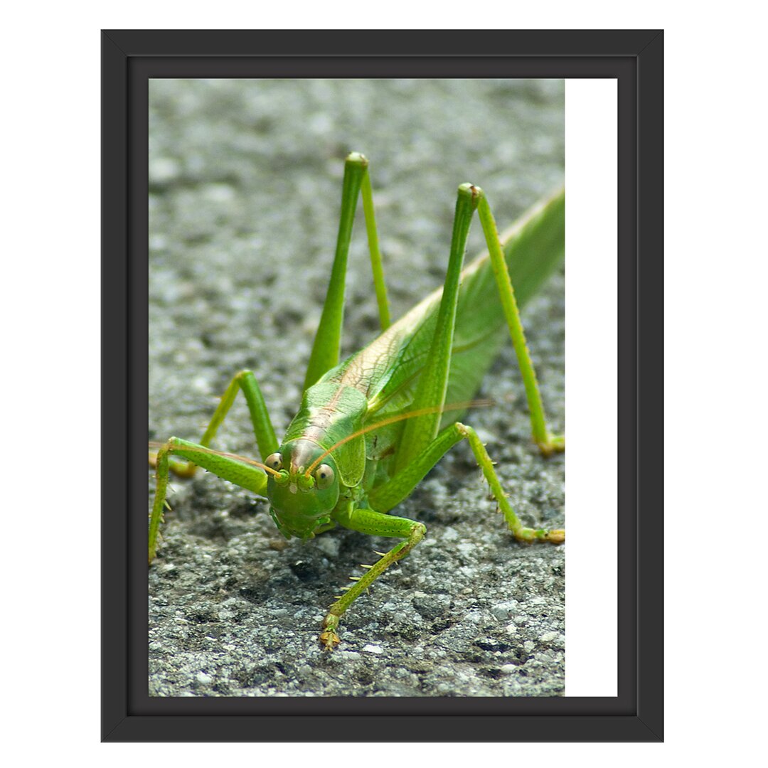 Gerahmtes Wandbild freche kleine Heuschrecke