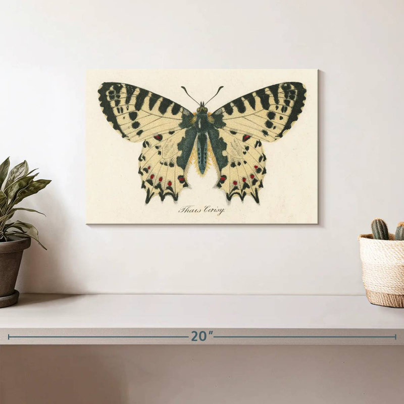 Brampt natures papillon I, H 8 po x l 12 po