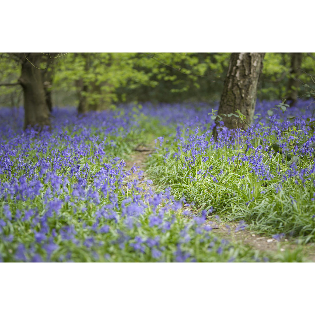 Leinwandbild Bluebell Walk II von Joe Reynolds