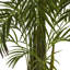 Areca Palm Tree in Pot-514756378