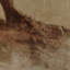 Undone Cypress Painting by Coup D'Esprit-1233353170