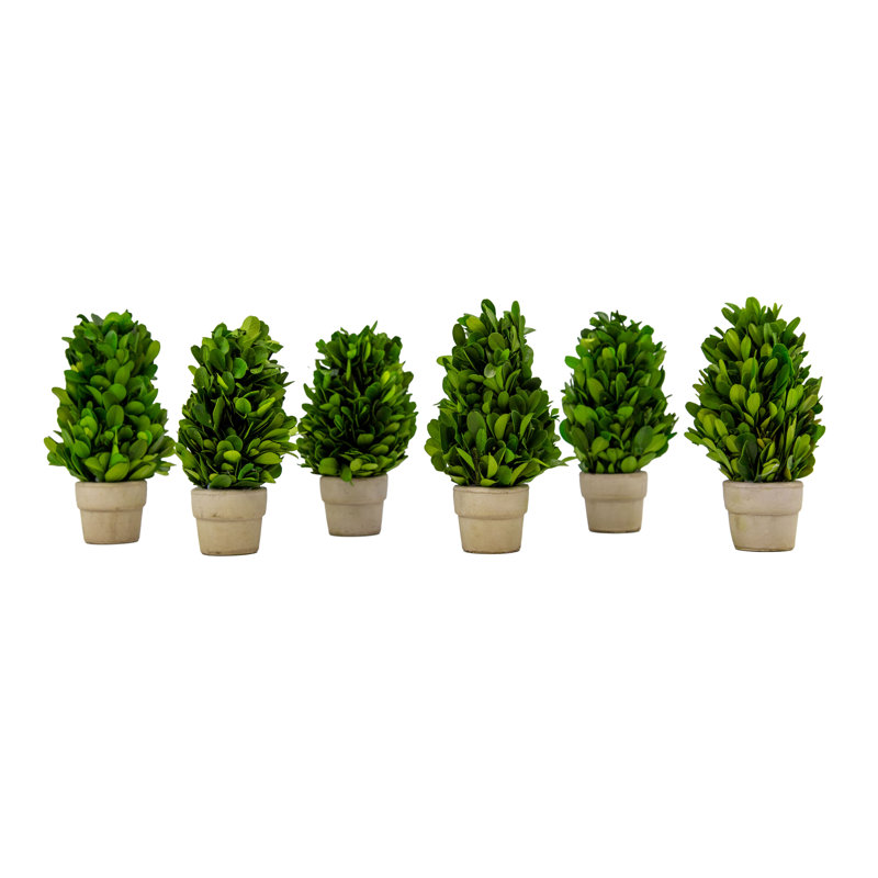 Topiaires de pots en terre cuite conservés à la main de 6 po Alby