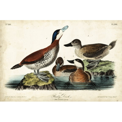 Audubon Ducks II
