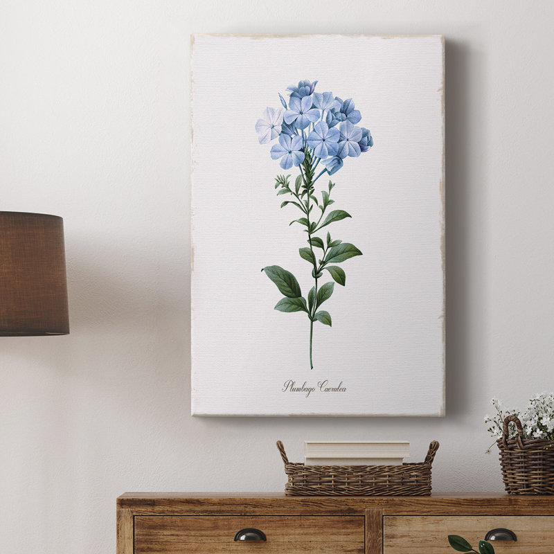 Cape Leadwort -Gallery Wrapped Cavas
