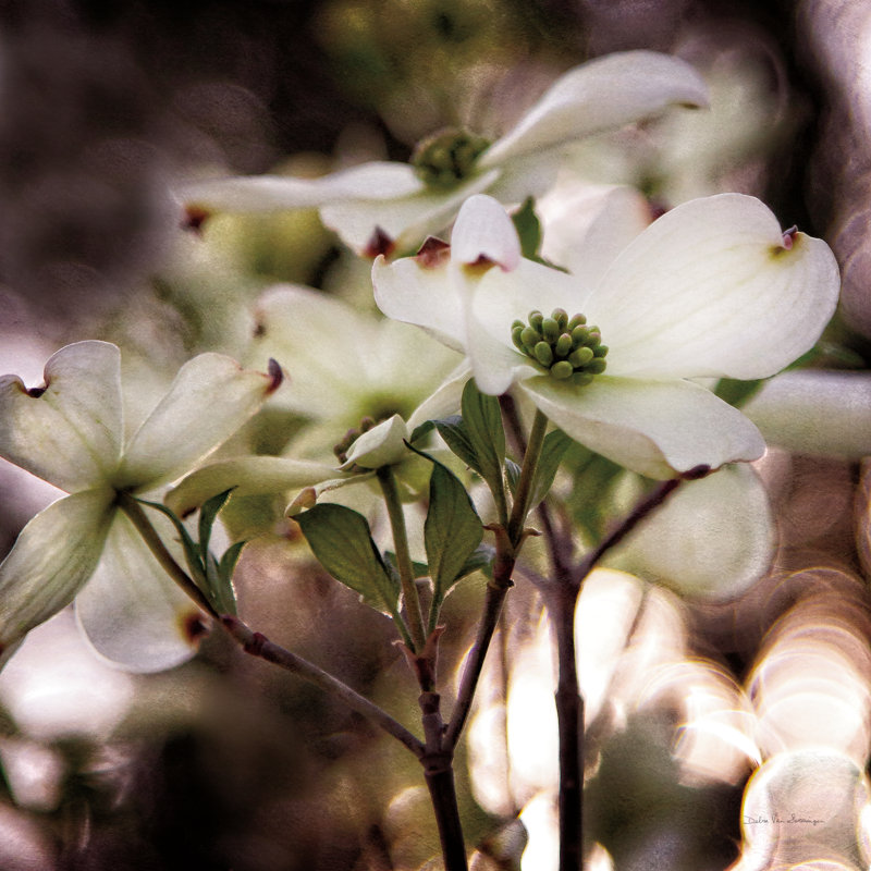 «White Dogwood II» par Debra Van Swearingen - photographie sur toile tendue, H 36 po x l 36 po