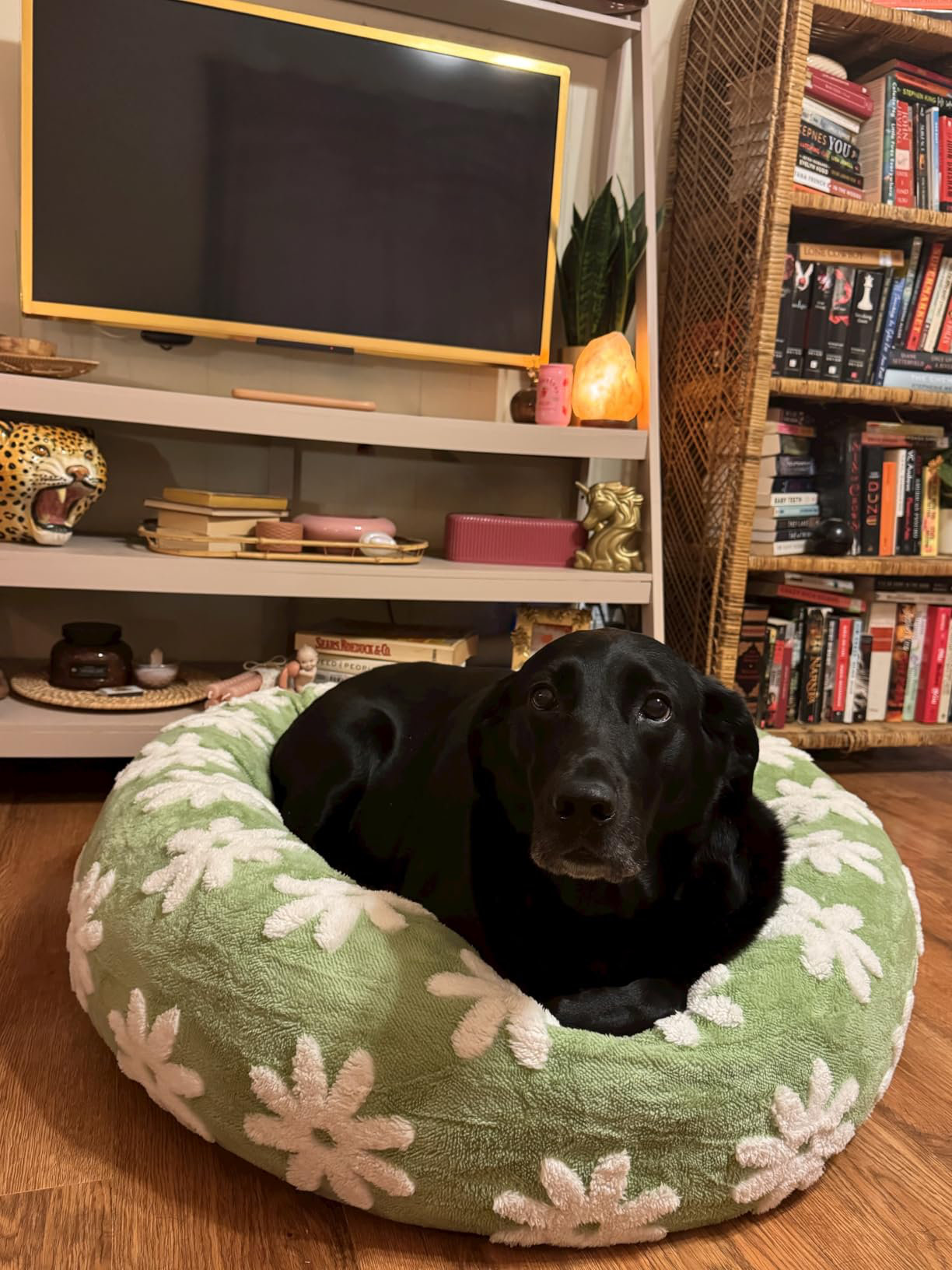 Tucker Murphy Pet™ Green Donut Small Pet Bed,Round Calming Pet Beds