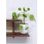 Ensemble de 2 tablettes décoratives en bois massif noyer-386532061-386532050