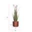 Plante de 53 po