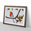 Captivating Robin Bird - Single Picture Frame Print-1306595487-1306595484