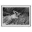 Woman In Field Print by Grand Archives-330669504-330669510