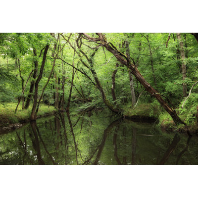 Forêt, Igneada, Kirklareli, Turquie par Tunart