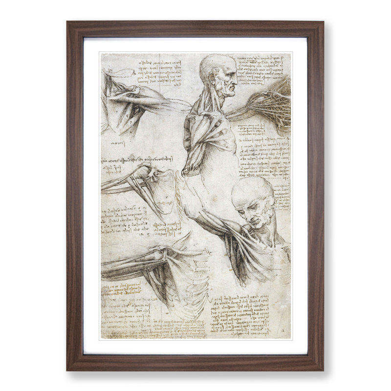 Human Anatomy Vol.3 by Leonardo Da Vinci - Framed Print, 36cm H x 27cm W x 2cm D, Walnut Framed