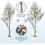 152cm Plant