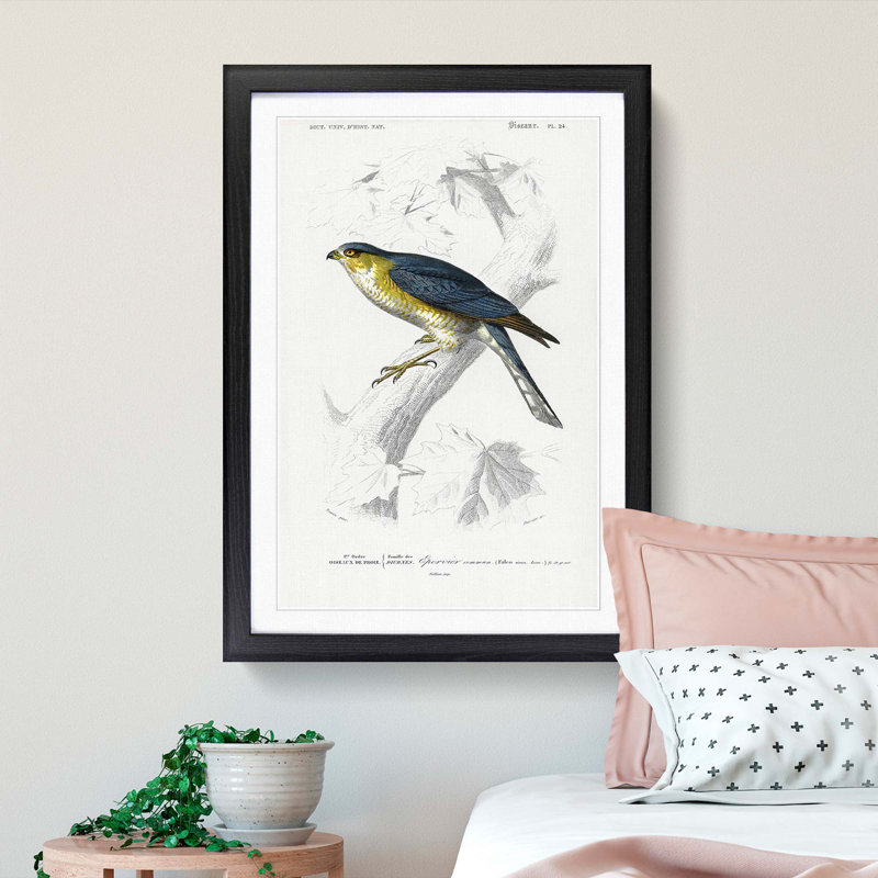 Eurasian Sparrowhawk by Charles D' Orbigny - Picture Frame Painting Print, Black Framed, 65cm H x 48cm W x 2cm D