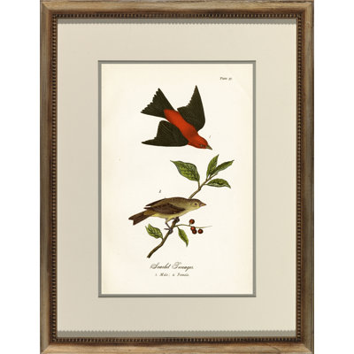 Scarlet Tanger Print