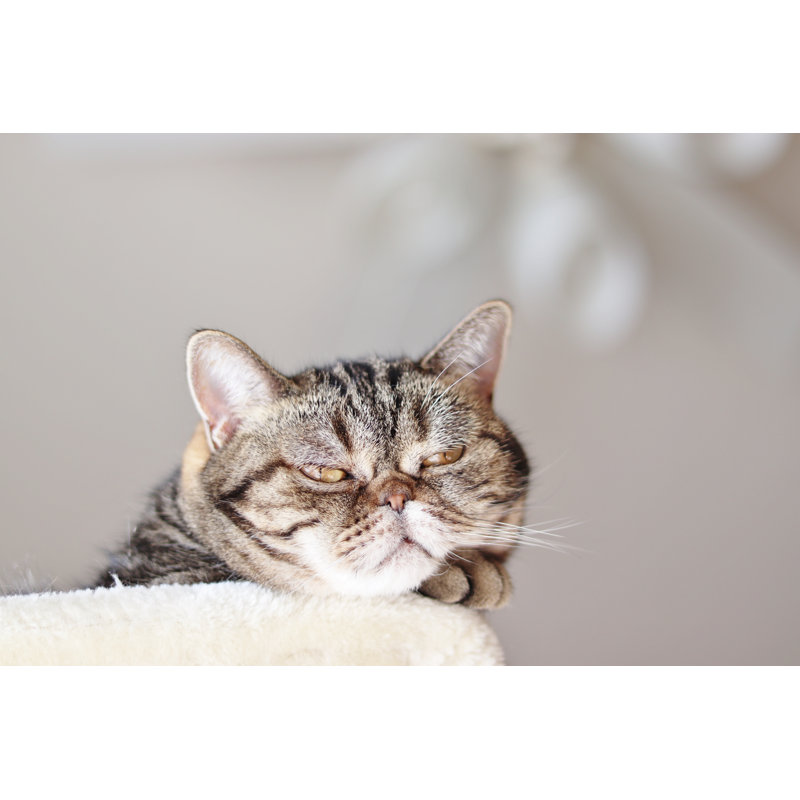 Cat With Grumpy Expression by Chie Hidaka - Wrapped Canvas Print, 30cm H x 46cm W