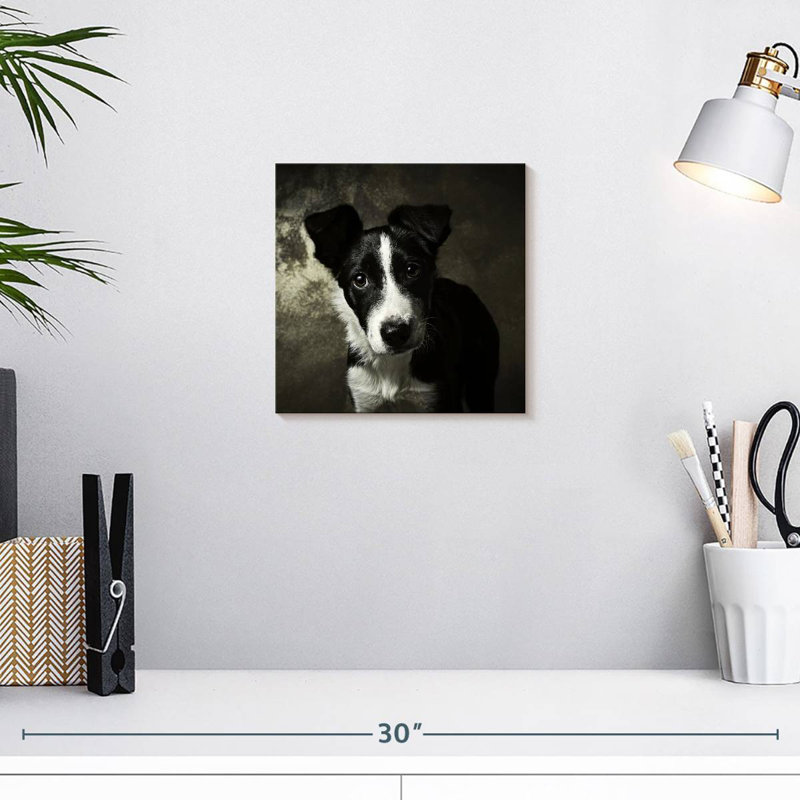 Brampt Border Collie Puppy, 10" H x 10" W