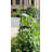 Mckayla 61 in. H x 13 in. W Iron Obelisk Trellis
