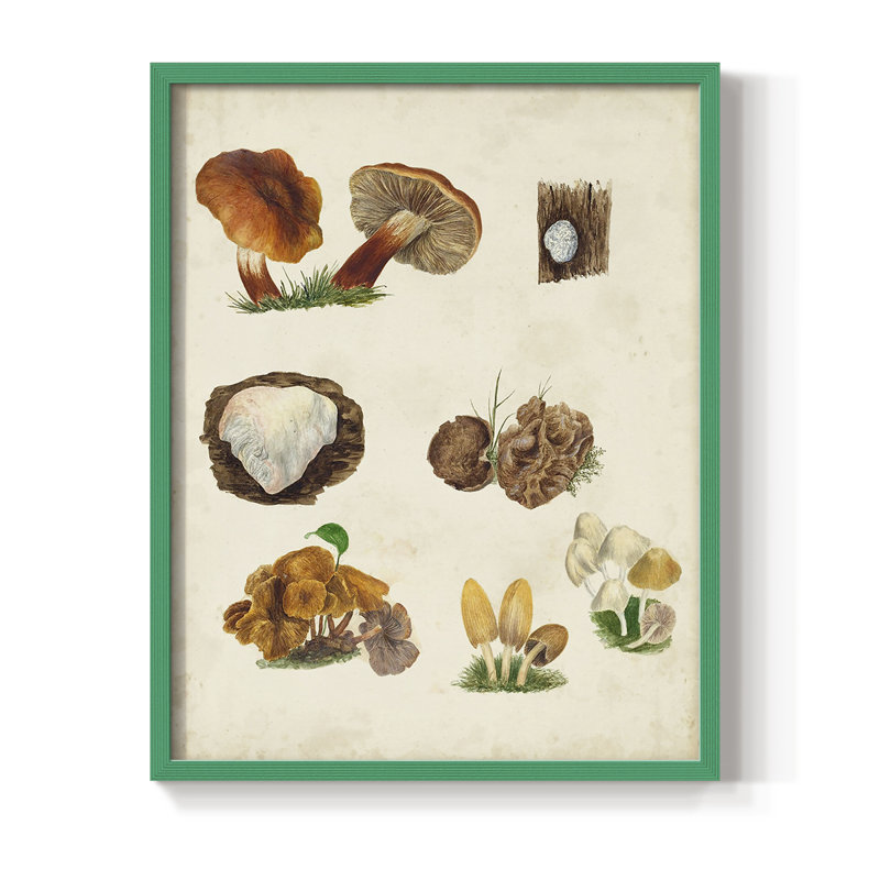 «Mushroom Species I», reproduction encadrée - bois massif, Vert, H 10 po x l 8 po