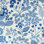 Emaline Embroidery Fabric